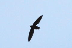 Silver-Rumped Spinetail photo 3