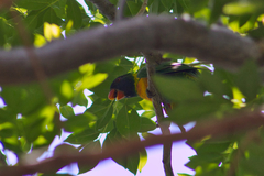 Trichoglossus capistratus