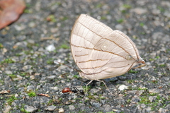 Amathuxidia amythaon dilucida