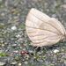 Amathuxidia amythaon dilucida - Photo (c) Tan Kok Hui,  זכויות יוצרים חלקיות (CC BY-NC), הועלה על ידי Tan Kok Hui