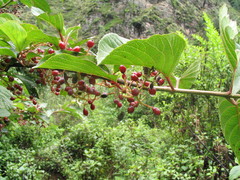 Viburnum erubescens