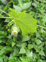 Solena amplexicaulis