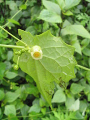 Solena amplexicaulis