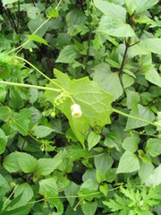 Solena amplexicaulis