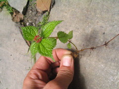 Lecanthus peduncularis