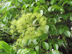Pentapanax leschenaultii
