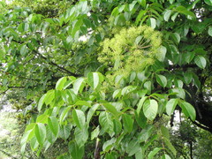 Pentapanax leschenaultii