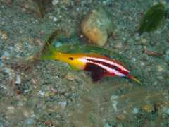 Parupeneus barberinoides