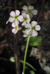 Androsace geraniifolia