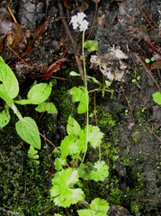 Androsace geraniifolia