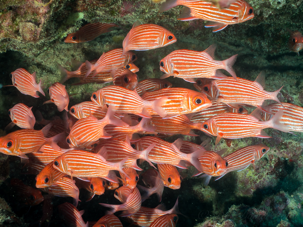 Hawaiian squirrelfish (Sargocentron xantherythrum) — Holocentridae