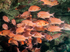 Hawaiian Squirrelfish photo 4