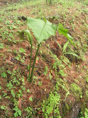 Arisaema costatum