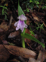Roscoea alpina