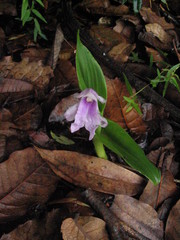 Roscoea alpina