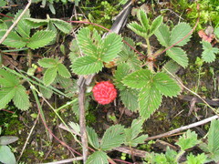 Fragaria nubicola