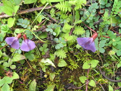 Phyllolobium donianum