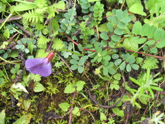 Phyllolobium donianum