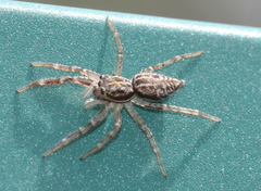 Adoxotoma nodosa