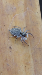 Menemerus semilimbatus