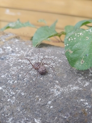 Scytodes globula