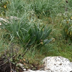 Drimia numidica