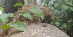 Scytodes globula