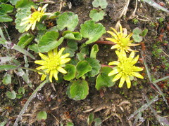 Oxygraphis polypetala