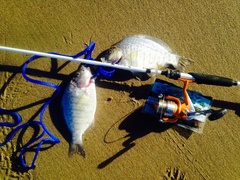 Amphistichus argenteus