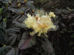 Rhododendron anthopogon