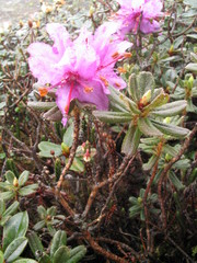 Rhododendron setosum