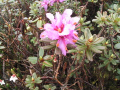 Rhododendron setosum