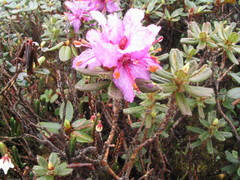 Rhododendron setosum