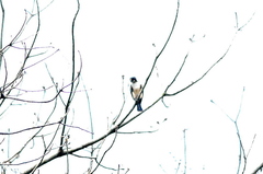 Microhierax fringillarius