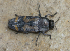 Castiarina wilsoni