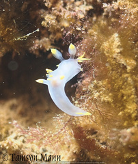 Polycera kernowensis