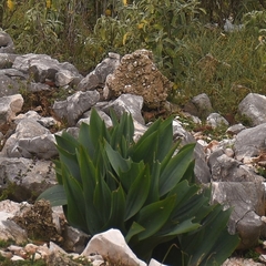 Drimia numidica