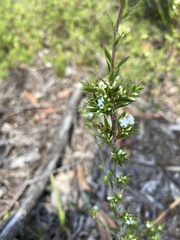 Styphelia appressa