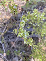 Styphelia appressa