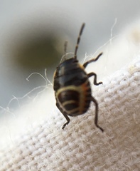 Eurydema