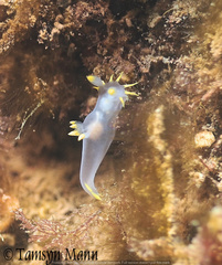 Polycera kernowensis