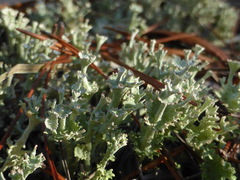 Cladonia rappii