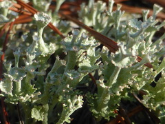 Cladonia rappii