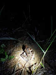 Ptychadena oxyrhynchus