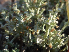 Cladonia rappii