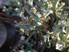 Cladonia rappii