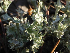 Cladonia rappii
