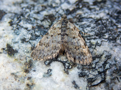 Asaphodes omichlias