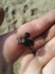 Geotrupes opacus