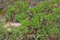 Arctostaphylos franciscana